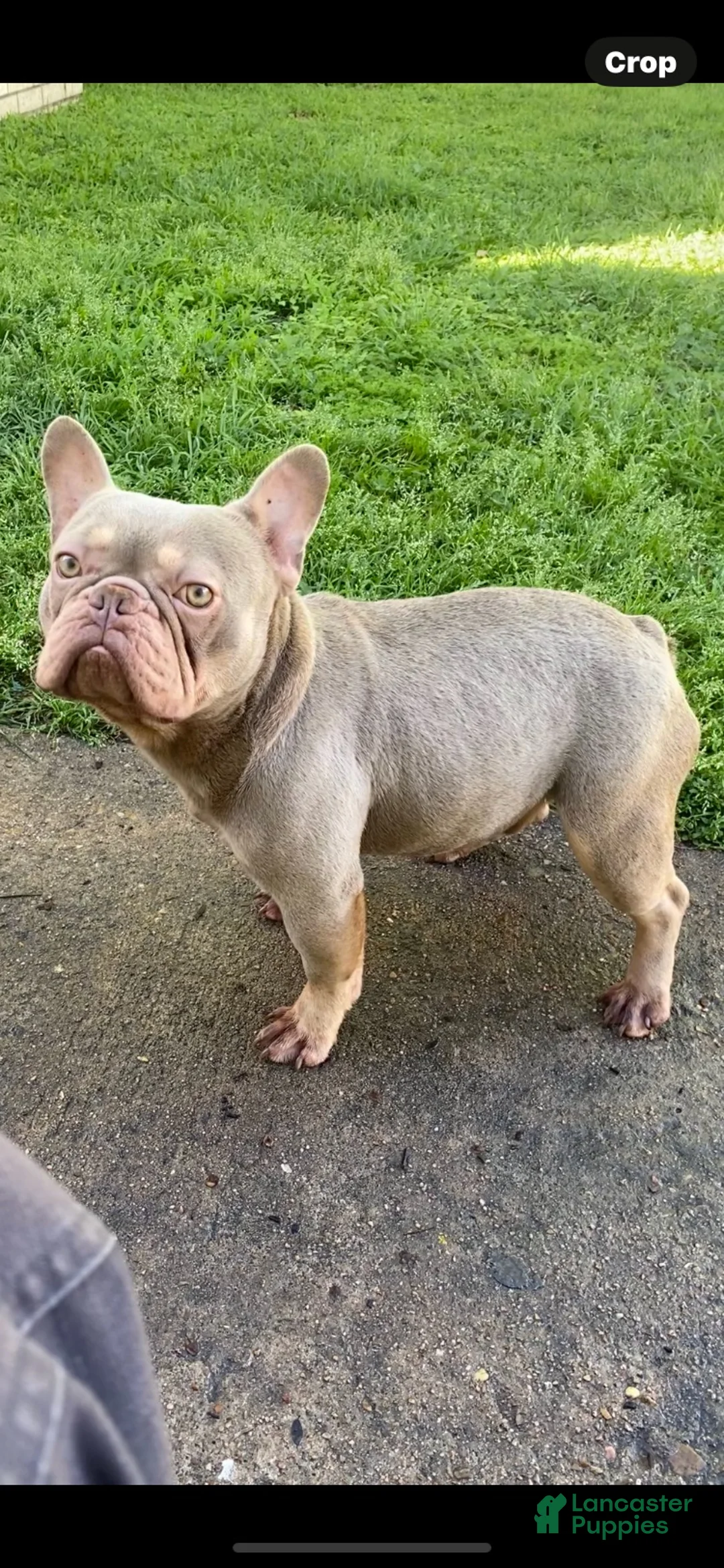 French Bulldog dogs for stud: King Cash - Ad 2