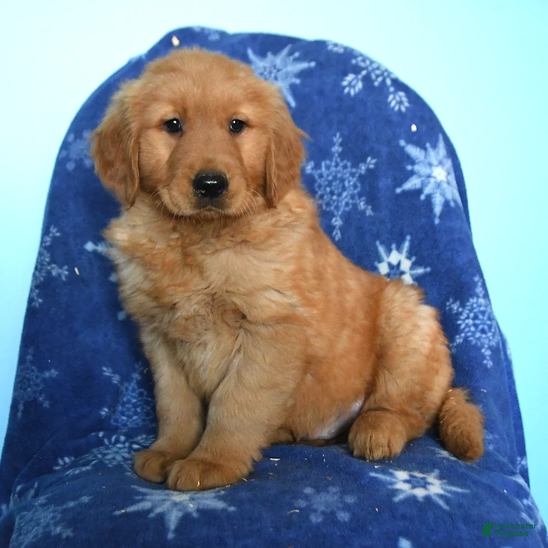 Golden Retriever dogs for sale: Wyatt - Ad 3
