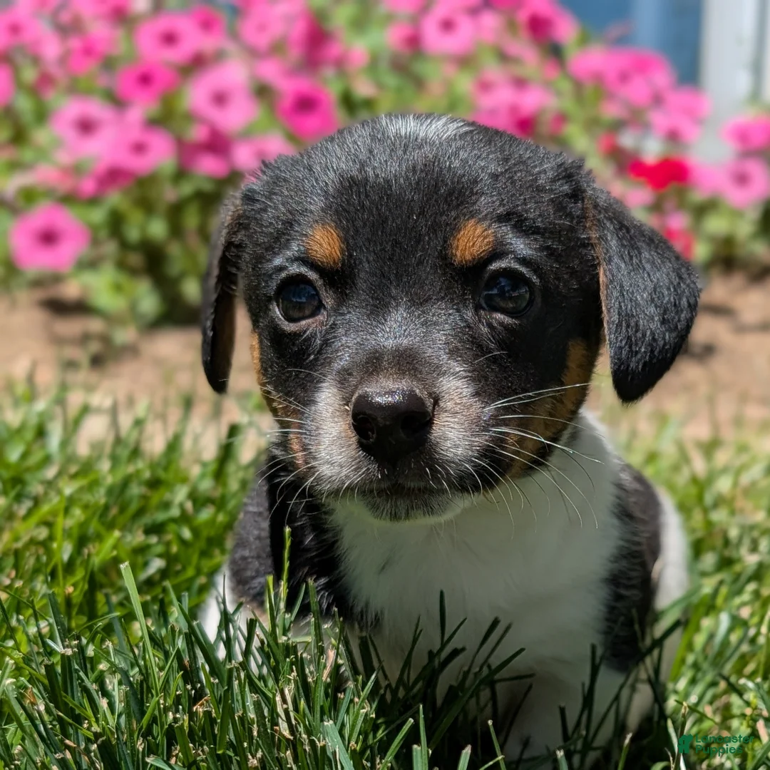 Jack Russell Terrier dogs for sale: Jack - Ad 1