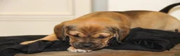 Puggle dogs for sale: Axel - Ad 8