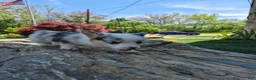 Welsh Corgi Pembroke dogs for sale: Oreo - Ad 1