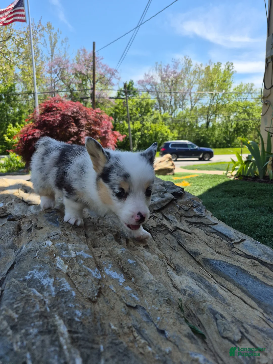 Welsh Corgi Pembroke dogs for sale: Oreo - Ad 1
