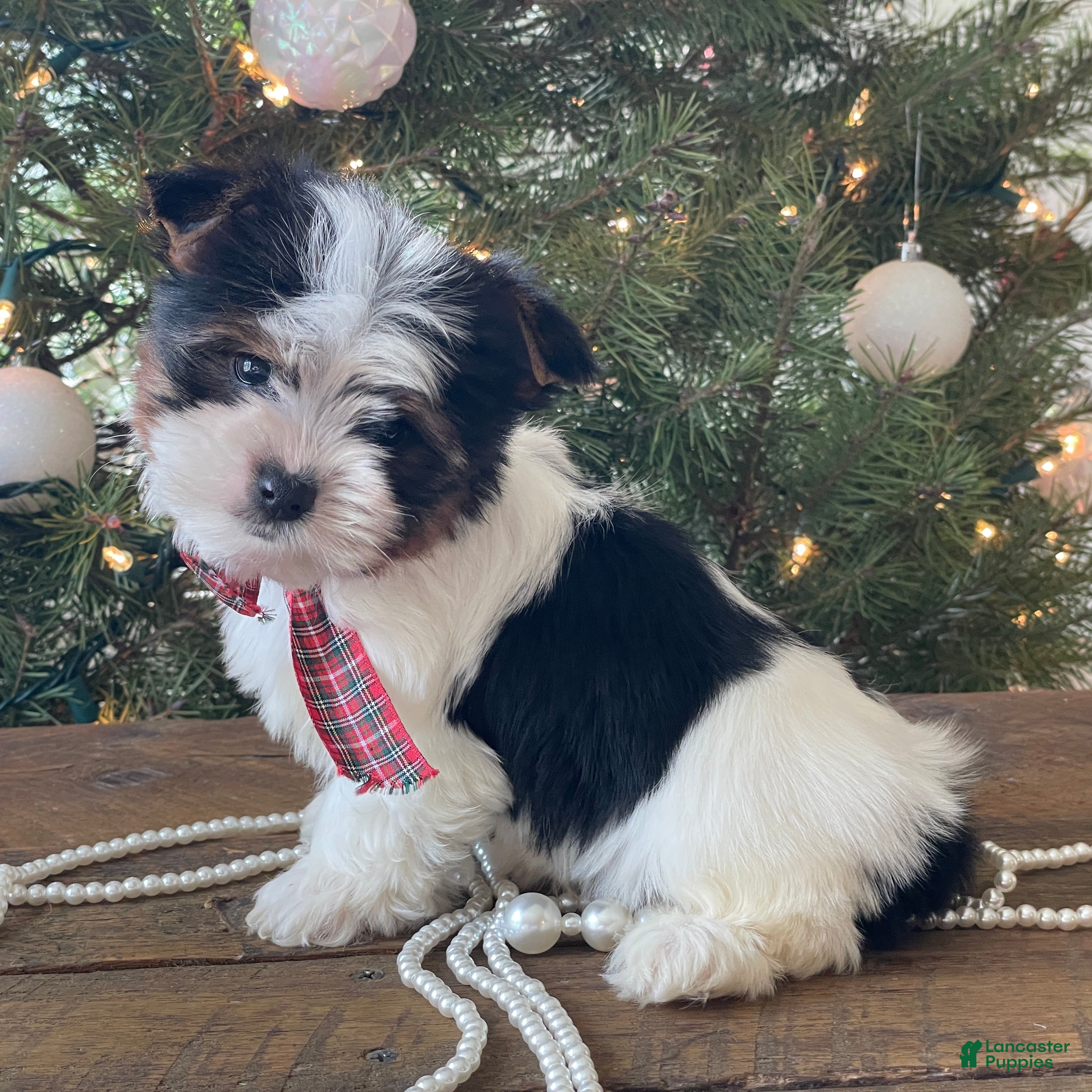 Mixed Breed dogs Baily - Ad 16