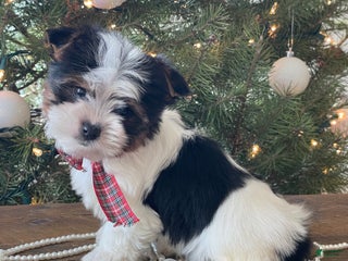 Mixed Breed dogs Baily - Ad 32