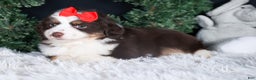 Miniature Australian Shepherd dogs for sale: SALLY - Ad 18