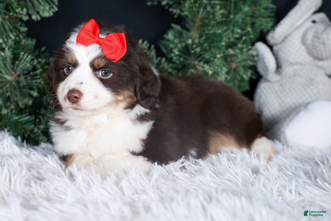 Miniature Australian Shepherd dogs for sale: SALLY - Ad 18