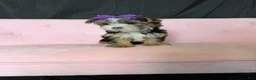 Yorkshire Terrier dogs for sale: Sweet Parti Girl Bambi - Ad 3