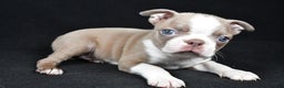 Boston Terrier dogs for sale: Lily - Ad 4