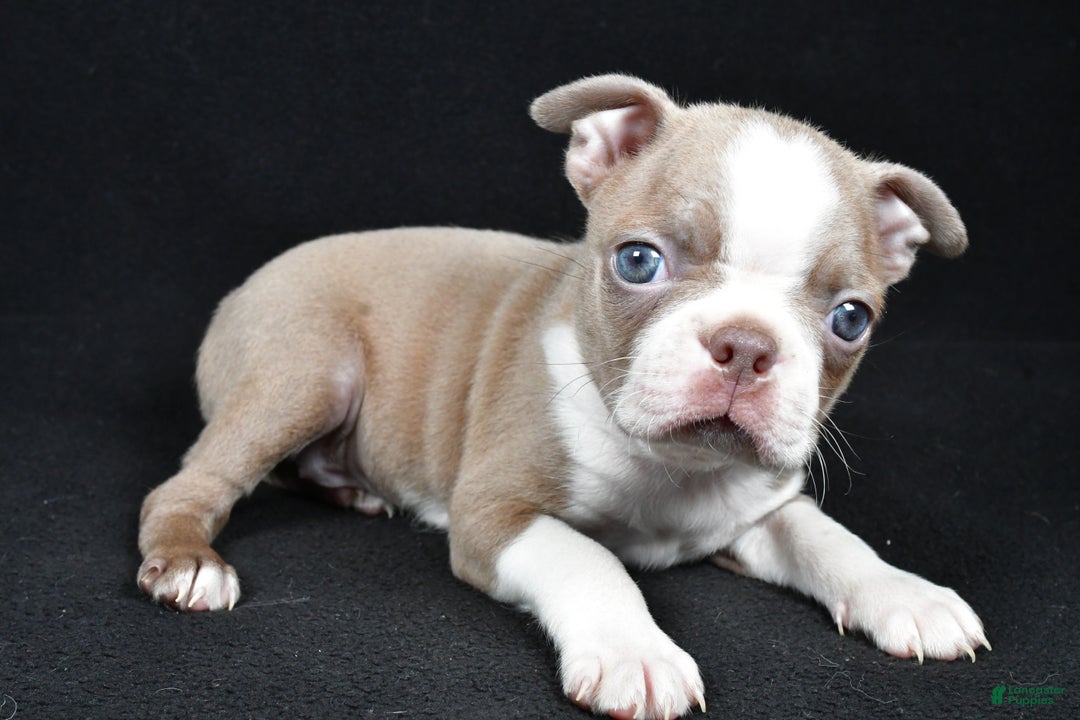 Boston Terrier dogs for sale: Lily - Ad 4