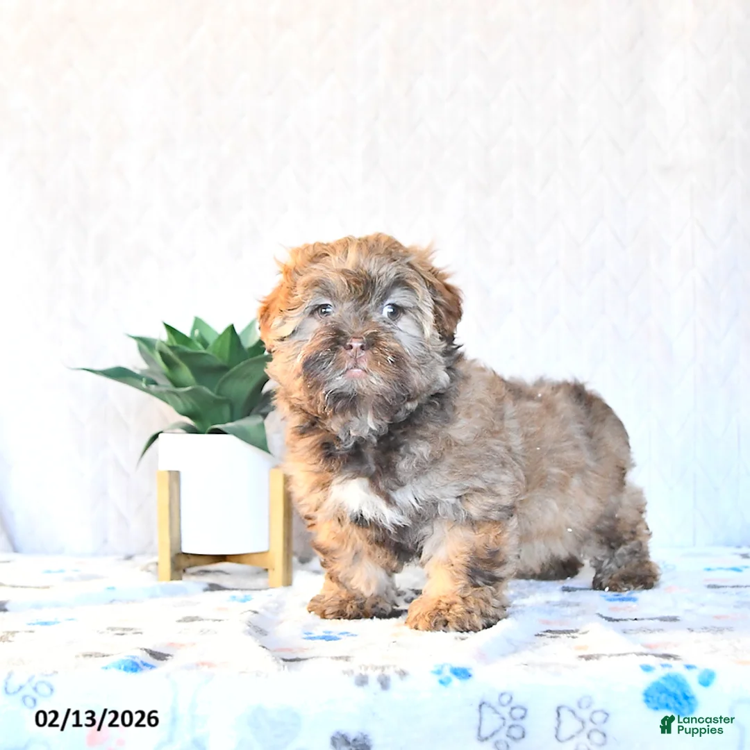 Shihpoo dogs for sale: Hazel - Ad 5