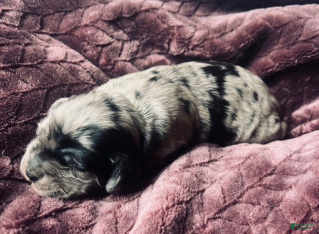 Cocker Spaniel dogs for sale: Anders - Ad 2