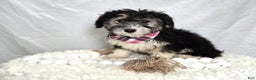 Mini Sheepadoodle dogs for sale: Joy - Ad 1