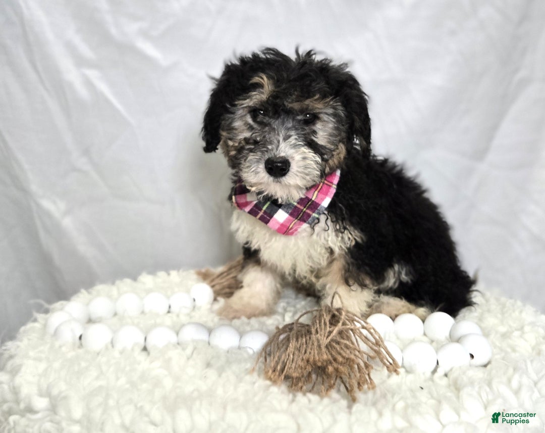 Mini Sheepadoodle dogs for sale: Joy - Ad 1