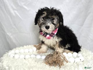 Mini Sheepadoodle dogs Joy - Ad 6