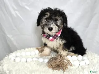 Mini Sheepadoodle dogs Joy - Ad 2