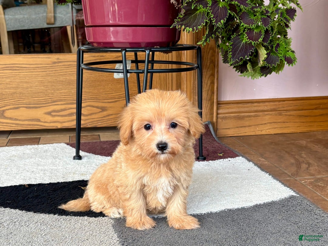 Maltipoo dogs for sale: Marty - Ad 3