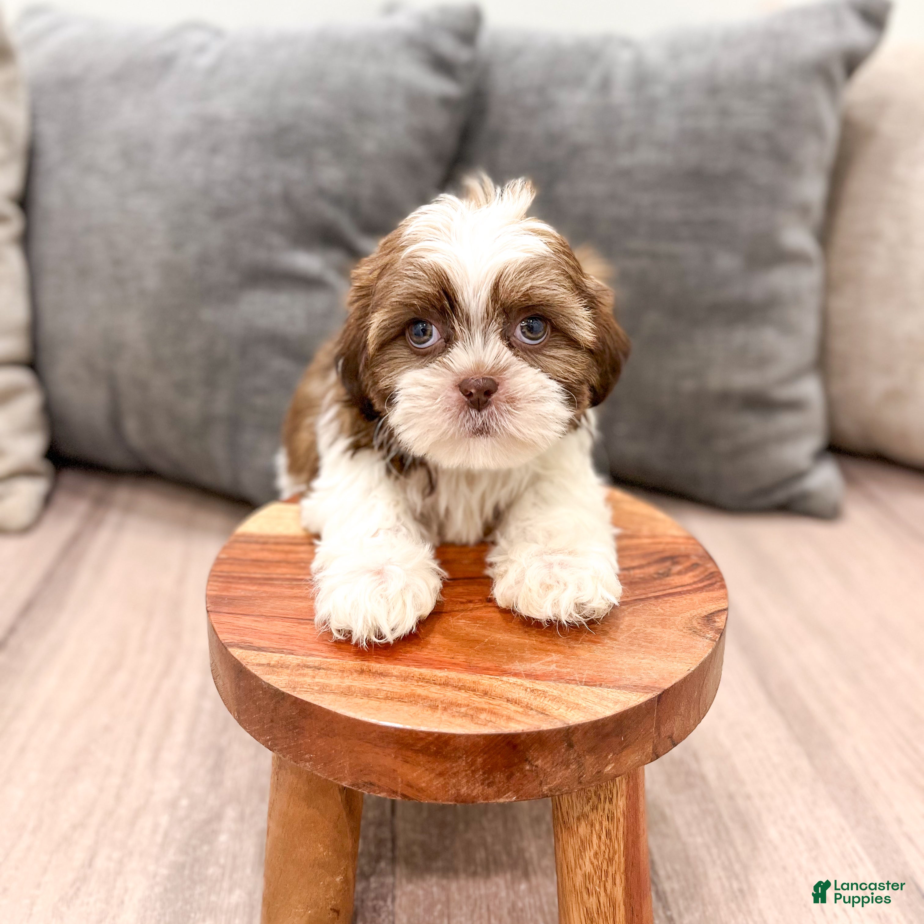 Shih Tzu dogs Callie - Ad 2