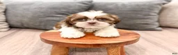 Shih Tzu dogs for sale: Callie - Ad 2