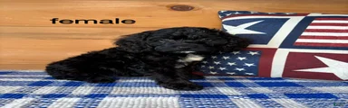 Mixed Breed 4