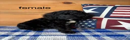 Mixed Breed dogs for sale: Mixed Breed 4 - Ad 1