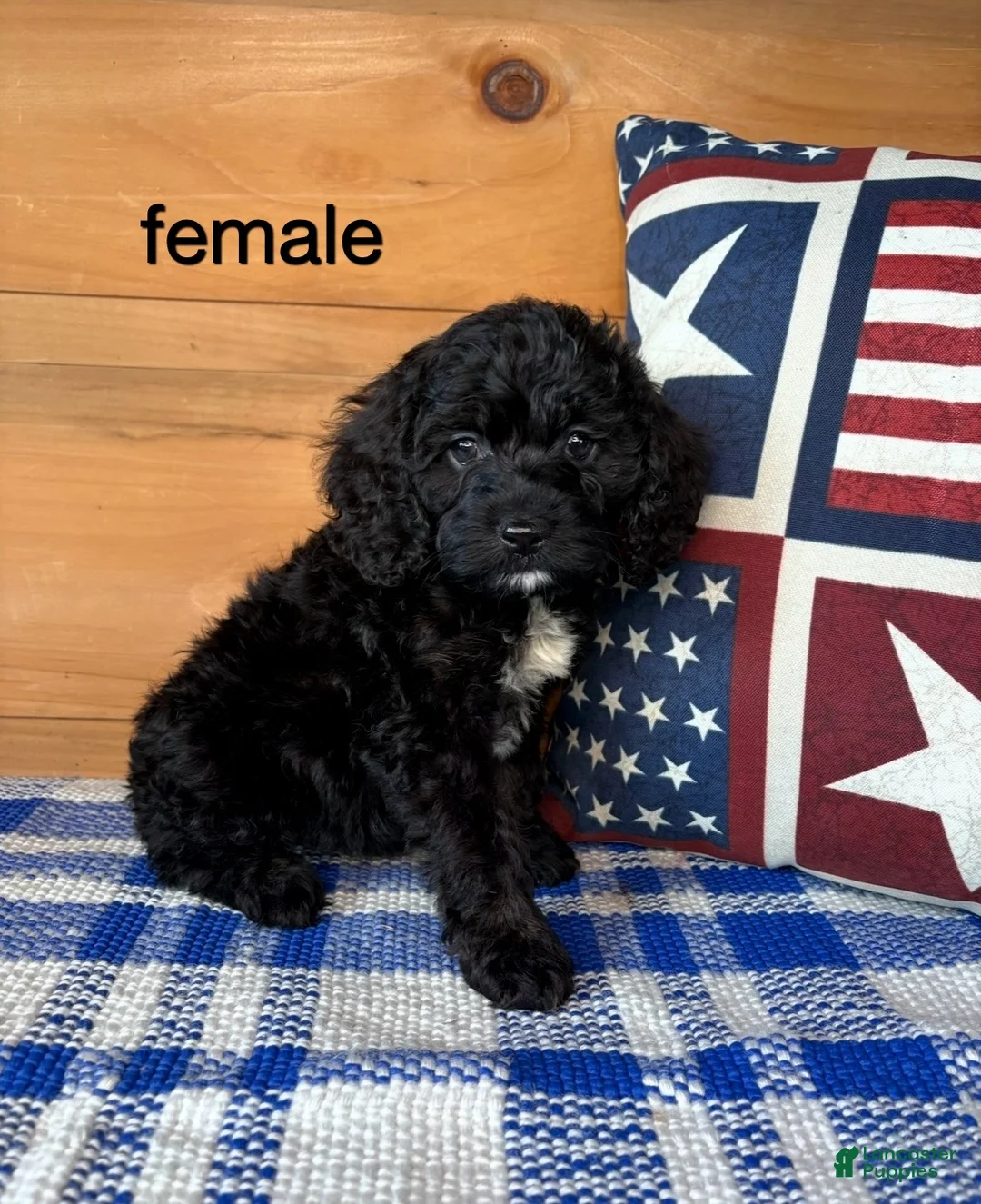 Mixed Breed dogs for sale: Mixed Breed 4 - Ad 1