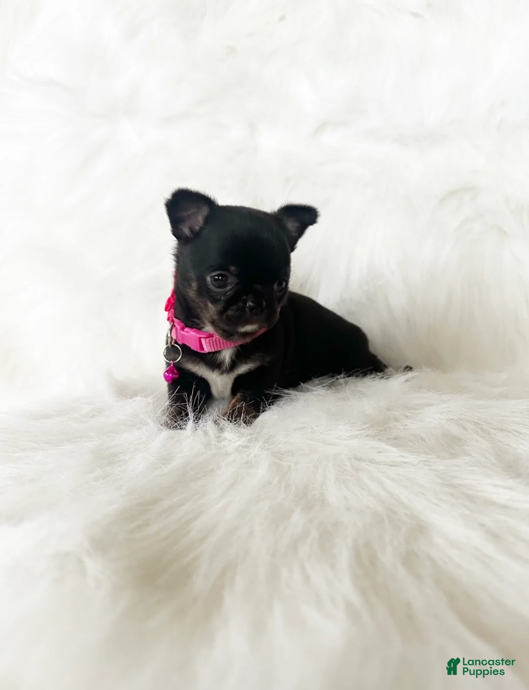 Chihuahua dogs for sale: Cherry - Ad 3