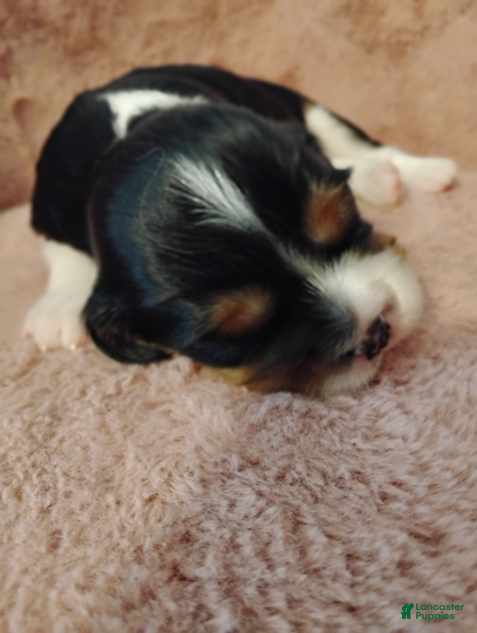 Cavalier King Charles Spaniel dogs Jax - Ad 28