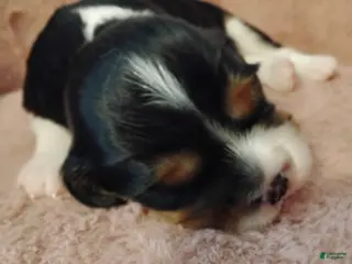 Cavalier King Charles Spaniel dogs Jax - Ad 26