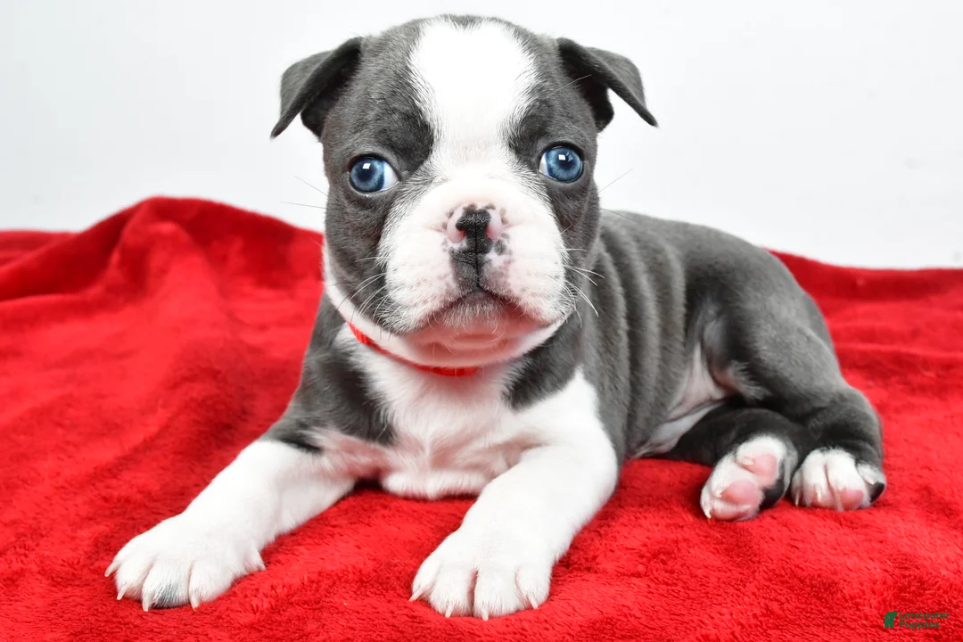 Mixed Breed dogs for sale: Logan - Ad 1