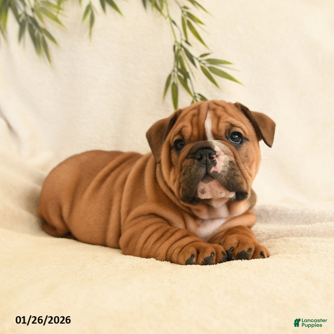 English Bulldog dogs for sale: Brutus - Ad 2
