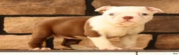 Boston Terrier dogs for sale: Wanda - Ad 6
