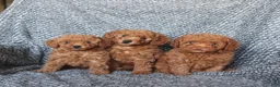 Miniature Poodle dogs for sale: Peanut  - Ad 2