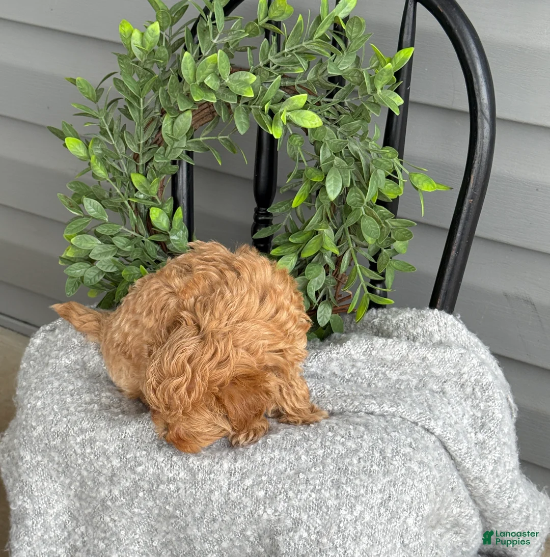 Maltipoo dogs for sale: Teacup - Ad 15