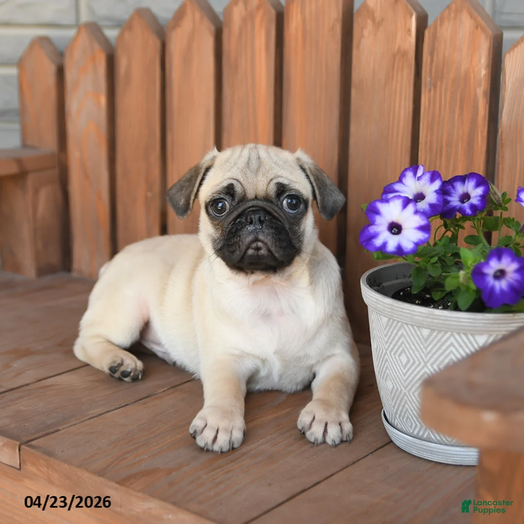 Pug dogs for sale: Alex - Ad 2
