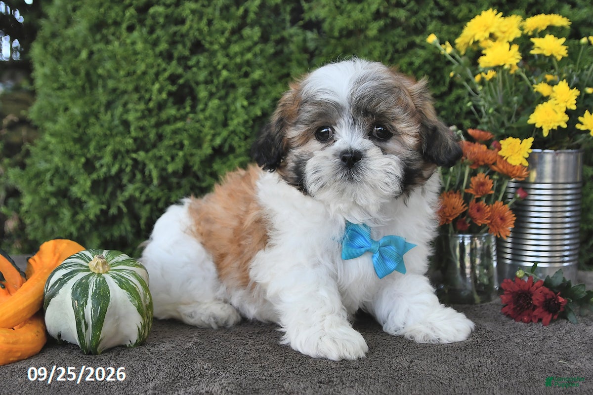 Teddy Bear dogs Tiger - Ad 2