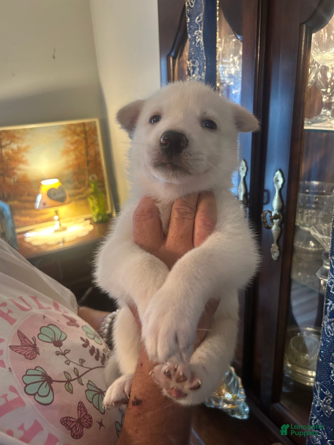 Gerberian Shepsky dogs for sale: Apollo Gerberian Shepsky Puppy 3 - Ad 6