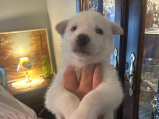 Gerberian Shepsky dogs Bailey Gerberian Shepsky Puppy 4 - Ad 19