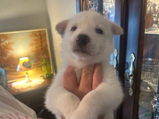 Gerberian Shepsky dogs Bailey Gerberian Shepsky Puppy 4 - Ad 26