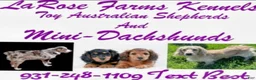 Miniature Dachshund dogs for sale: Miniature Dachshund Puppy 3 - Ad 2