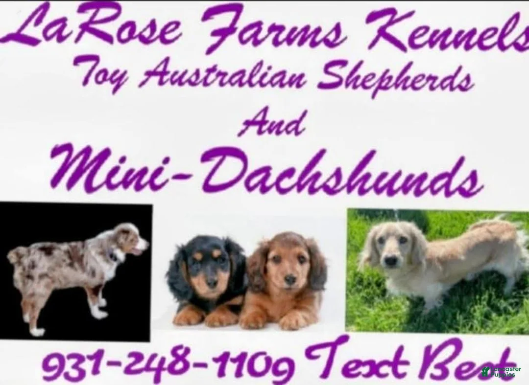 Miniature Dachshund dogs for sale: Miniature Dachshund Puppy 3 - Ad 2