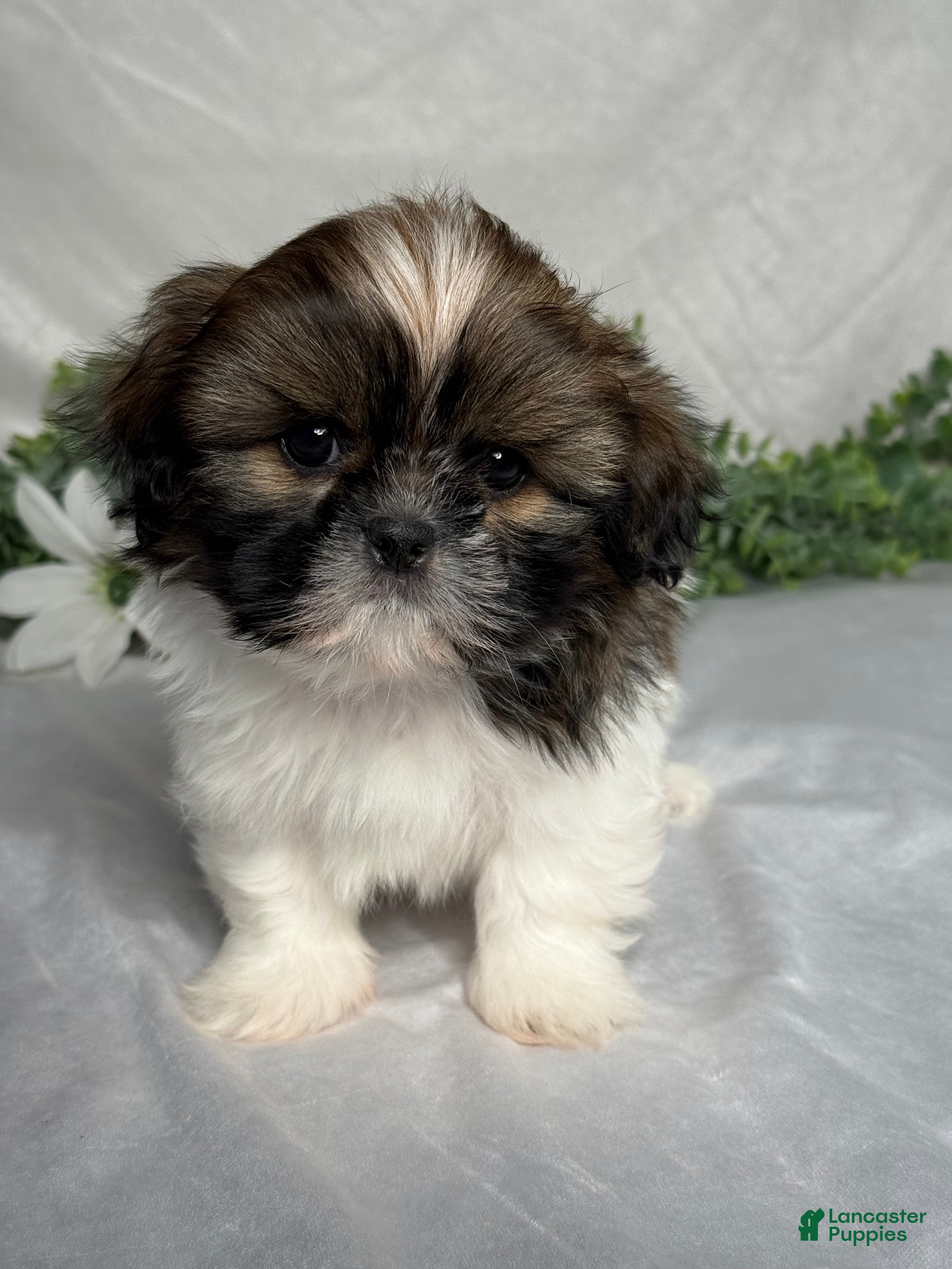 Shih Tzu dogs Oliver - Ad 1