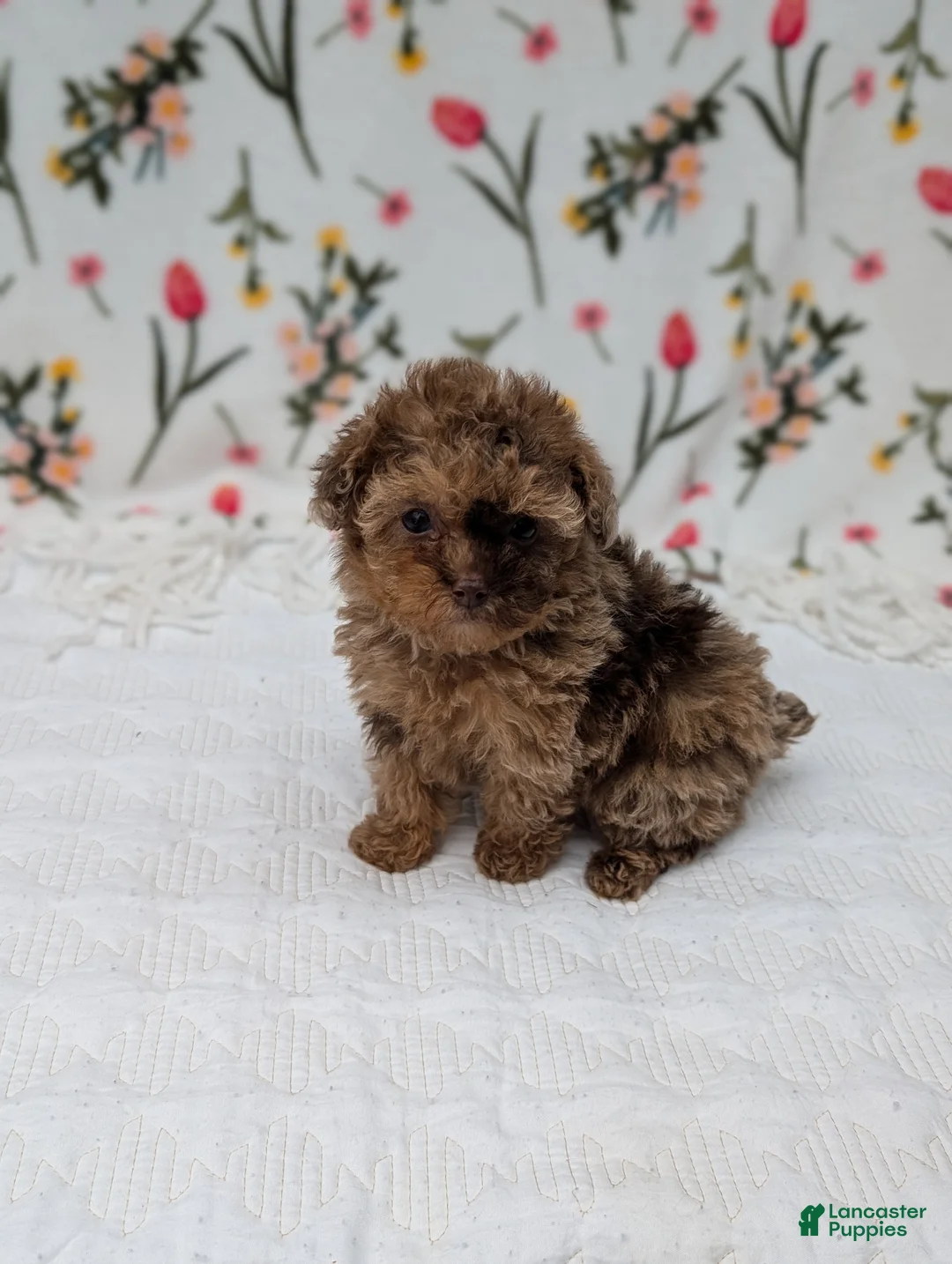 Toy Poodle dogs for sale: Milky-Way  - Ad 2