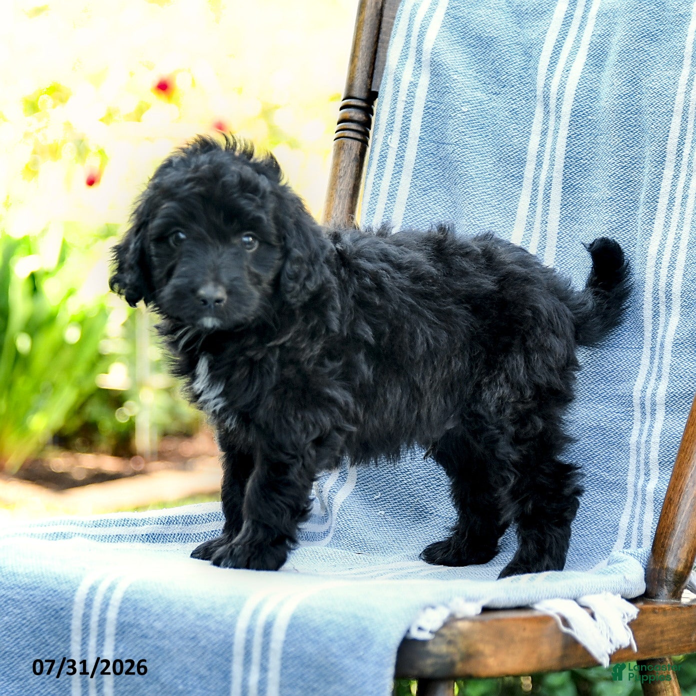 Mini Aussiedoodle dogs Archie - Ad 1