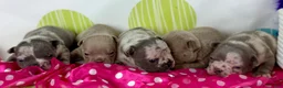 Frenchton dogs for sale: Stella - DNA OFA  - Ad 7