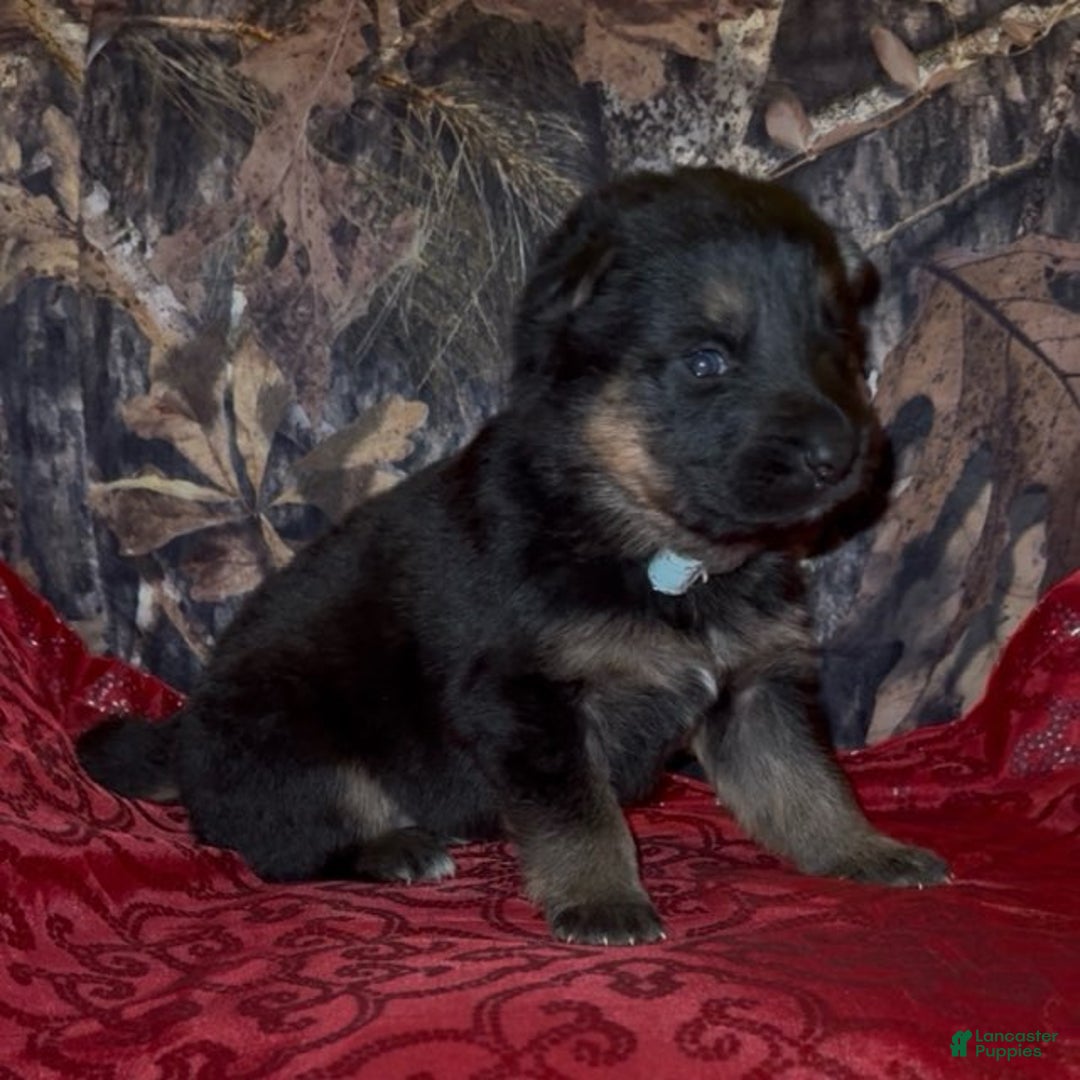 German Shepherd dogs for sale: Sr - Ad 7
