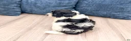 Havanese dogs for sale: Harry - Ad 7