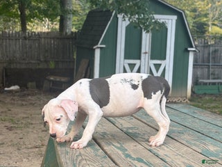 Mixed Breed dogs - Ad 11