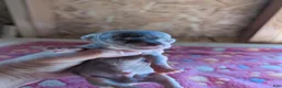Chihuahua dogs for sale: Maddox - Ad 6