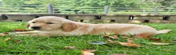 Labrador Retriever dogs for sale: Rex - Ad 3