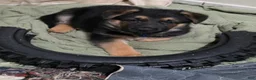 German Shepherd dogs for sale: Diesel 🐾 - Ad 10